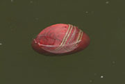 A cricket ball floating in water