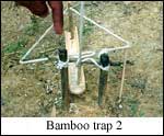 Bamboo trap #2