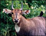 Neelgai