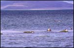 Birds swimming on Lake Mansarovar